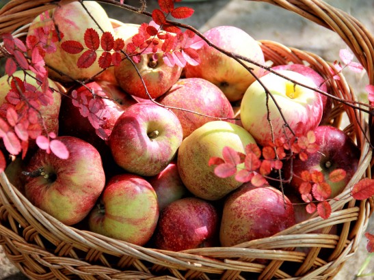 Apple Fruit