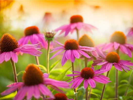 Echinacea Health Benefits