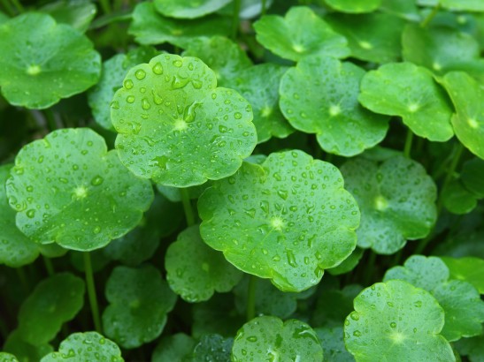 Gotu Kola Benefits