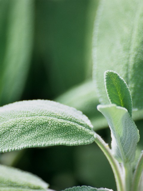 Sage Benefits